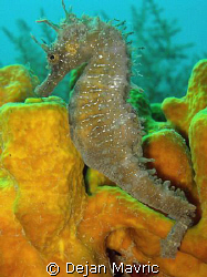 Sea horse, hippocampus on a sponge taken in Fiesa. Olympu... by Dejan Mavric 